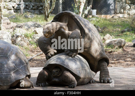 Le comportement d'accouplement avec des tortues géantes, des montagnes de l'Île Floreana, Galapagos Islands Banque D'Images