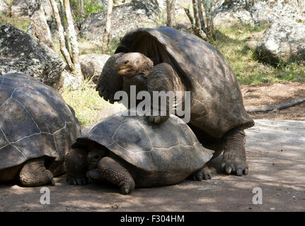 Le comportement d'accouplement avec des tortues géantes, des montagnes de l'Île Floreana, Galapagos Islands Banque D'Images