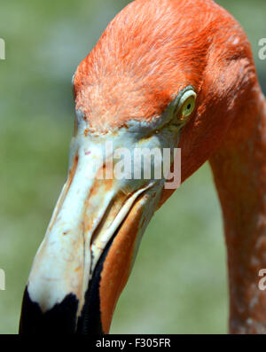 Flamant des Caraïbes nom Latin Phoenicopterus ruber Banque D'Images