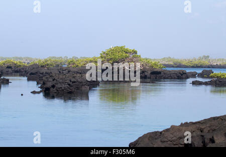 Los Tunneles (formations de lave entre les mangroves et de haute mer), Isabela Island, Îles Galápagos Banque D'Images