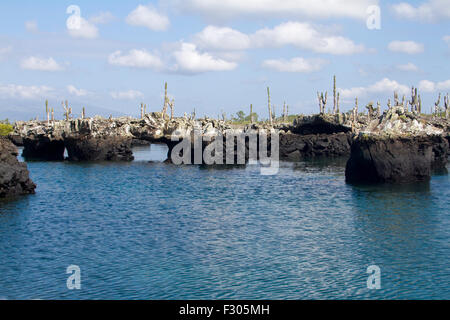 Los Tunneles (formations de lave entre les mangroves et de haute mer), Isabela Island, Îles Galápagos Banque D'Images