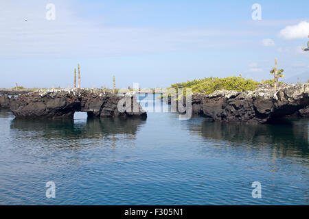 Los Tunneles (formations de lave entre les mangroves et de haute mer), Isabela Island, Îles Galápagos Banque D'Images