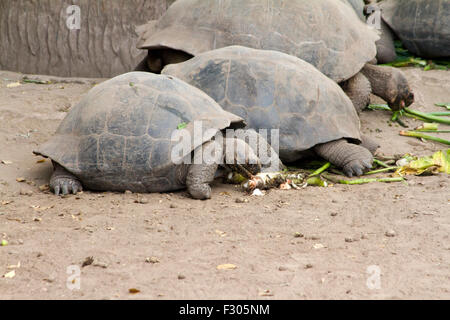 Tortues géantes au Centro de Crianza de Tortugas terrestres, l'île Isabela, Îles Galápagos Banque D'Images