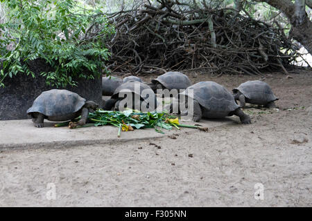 Tortues géantes au Centro de Crianza de Tortugas terrestres, l'île Isabela, Îles Galápagos Banque D'Images