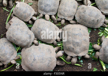 Tortues géantes au Centro de Crianza de Tortugas terrestres, l'île Isabela, Îles Galápagos Banque D'Images