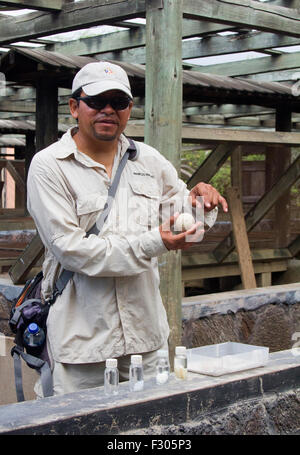 Guide expliquant l'élevage de tortues terrestres au Centro de Crianza de Tortugas terrestres, l'île Isabela, Îles Galápagos Banque D'Images