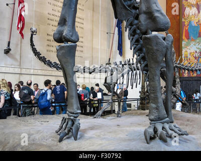 American Museum of Natural History, NEW YORK Banque D'Images