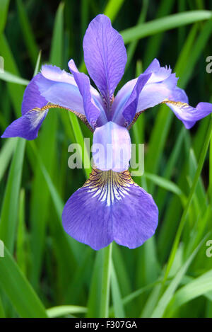 Une seule fleur Iris de Sibérie violet parfait en full frame vertical, Yarmouth, Maine, USA Banque D'Images