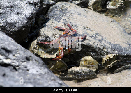 Sally Lightfoot Crab (Grapsus grapsus), Tortuga Bay, île de Santa Cruz, Galapagos Islands