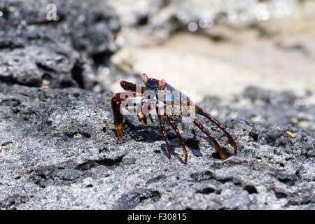 Sally Lightfoot Crab (Grapsus grapsus), Tortuga Bay, île de Santa Cruz, Galapagos Islands