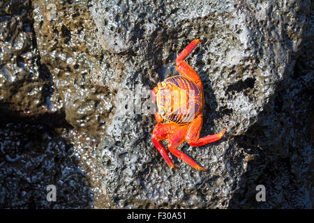 Sally Lightfoot Crab (Grapsus grapsus), Puerto Baquerizo Moreno, San Cristobal Island, Îles Galápagos Banque D'Images