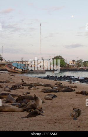 Les Lions de mer des Galápagos sur plage, le lever du soleil et la lune au port de Puerto Baquerizo Moreno, San Cristobal Island, Îles Galápagos Banque D'Images