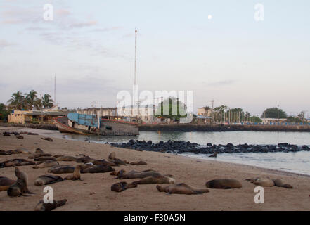 Les Lions de mer des Galápagos sur plage, le lever du soleil et la lune au port de Puerto Baquerizo Moreno, San Cristobal Island, Îles Galápagos Banque D'Images