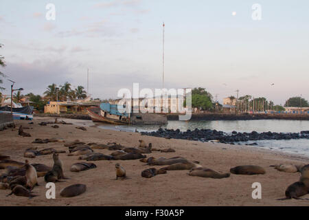 Les Lions de mer des Galápagos sur plage, le lever du soleil et la lune au port de Puerto Baquerizo Moreno, San Cristobal Island, Îles Galápagos Banque D'Images