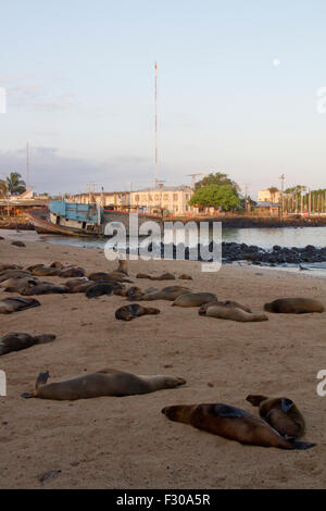 Les Lions de mer des Galápagos sur plage, le lever du soleil et la lune au port de Puerto Baquerizo Moreno, San Cristobal Island, Îles Galápagos Banque D'Images