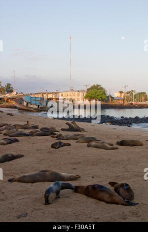 Les Lions de mer des Galápagos sur plage, le lever du soleil et la lune au port de Puerto Baquerizo Moreno, San Cristobal Island, Îles Galápagos Banque D'Images