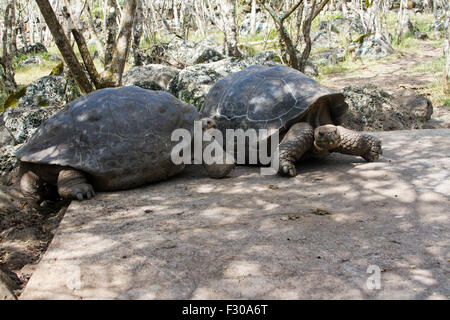 Des tortues géantes dans les hautes terres de l'Île Floreana, Galapagos Islands Banque D'Images