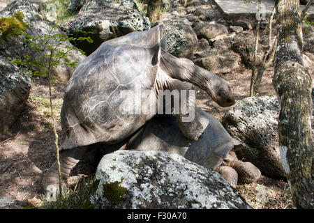 Tortue géante avec le comportement d'accouplement, hautes terres de l'Île Floreana, Galapagos Islands Banque D'Images