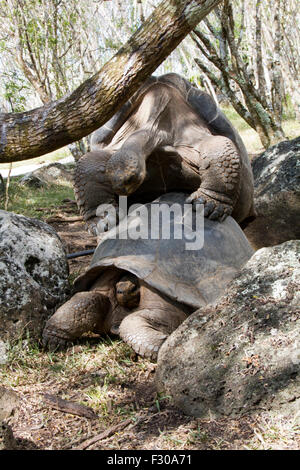 Tortue géante avec le comportement d'accouplement, hautes terres de l'Île Floreana, Galapagos Islands Banque D'Images