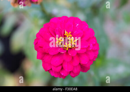 Zinnia elegans rose dans le jardin Banque D'Images