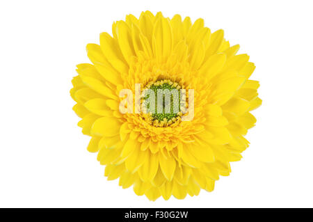 Gerbera Jaune fleur, isolé sur fond blanc. Banque D'Images