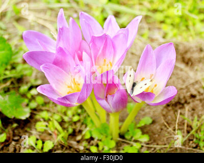 Pieris brassicae sur les magnifiques fleurs roses de Colchicum autumnale foisonnent dans l'automne Banque D'Images
