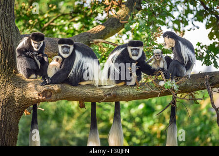 Une troupe de singes colobes guereza fuligineux (guereza) avec deux nouveau-nés Banque D'Images