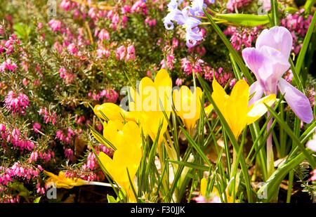 Les premières fleurs de printemps sur sol crocus de couleur jaune et d'un mauve. Banque D'Images