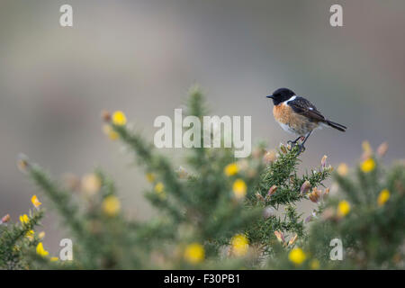 Un Stonechat perché au sommet de l'ajonc, le printemps dans la forêt d'Ashdown, East Sussex, UK Banque D'Images