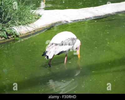 Adjudant moindre stork (javanicus) dans le flamant rose (Phoenicopterus ruber zoo Banque D'Images