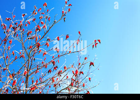 Fruits rouges d'une rose-hip en hiver dans la neige Banque D'Images