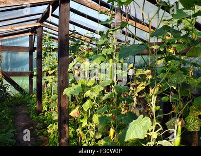 Les concombres de serre jardin de légumes Banque D'Images