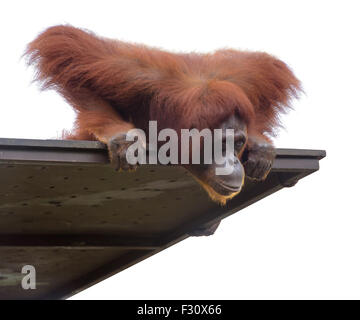 L'orang-outan adultes depuis sa plate-forme, isolated on white Banque D'Images