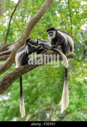 Famille de singes colobus noir et blanc assis sur un arbre dans la forêt amazonienne Banque D'Images