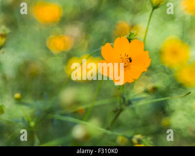 Cosmos Cosmos jaune soufre ou bulle de savon sur backbround bokeh Banque D'Images