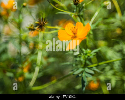 Cosmos Cosmos jaune soufre ou bulle de savon sur backbround bokeh Banque D'Images