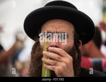 (150927) -- JÉRUSALEM, 27 septembre 2015 (Xinhua) -- un homme Juif orthodoxe inspecte une palme, l'une des quatre espèces végétales pour être utilisé comme un symbole au cours de la célébration de "ukkot' Maison de vacances, à un marché de Jérusalem, le 27 septembre 2015. Le ukkot «', la Fête des Tabernacles, relevant du coucher de soleil au coucher du soleil du 27 septembre au 4 octobre de cette année, est une maison de vacances d'une semaine biblique qui se remémore les 40 ans de voyages dans le désert après l'exode de l'esclavage en Egypte. (Xinhua/Li Rui) (lrz) Banque D'Images