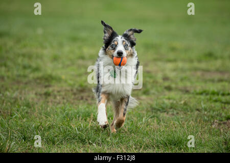 Miniature Australian Shepherd Dog running avec balle en bouche-Victoria, Colombie-Britannique, Canada. Banque D'Images