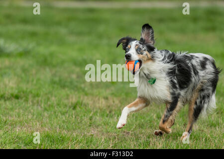 Miniature Australian Shepherd Dog running avec balle en bouche-Victoria, Colombie-Britannique, Canada. Banque D'Images