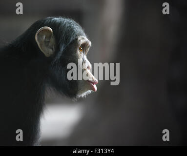 Le chimpanzé funny face à la surprise Banque D'Images