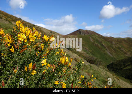 L'ajonc jaune sauvage en fleur floraison sur le long Mynd hills Shropshire Uk Ulex europaeus Banque D'Images