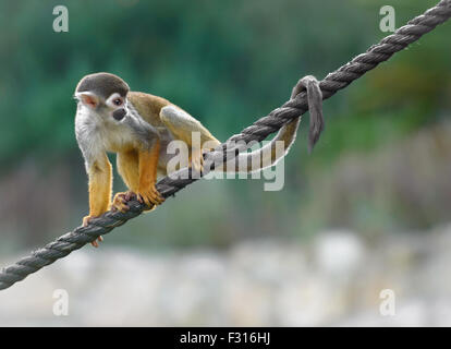 Black-capped singe écureuil assis sur une corde Banque D'Images