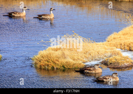 Communauté andine (Lophonetta specularioides crested duck alticola) Banque D'Images