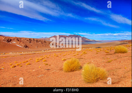 Les buissons d'herbe jaune caractéristique qui caractérisent le paysage andin. Salar de Tara dans l'arrière-plan Banque D'Images