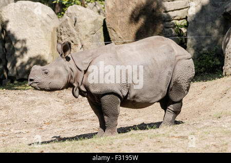 Le rhinocéros indien (Rhinoceros unicornis) au zoo de Varsovie, Pologne Banque D'Images