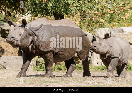 Le rhinocéros indien (Rhinoceros unicornis) au zoo de Varsovie, Pologne Banque D'Images