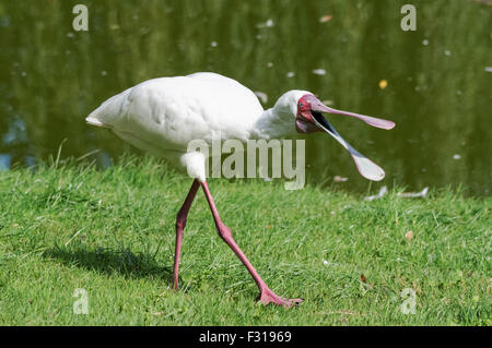 Cupule africaine, Platalea alba Banque D'Images