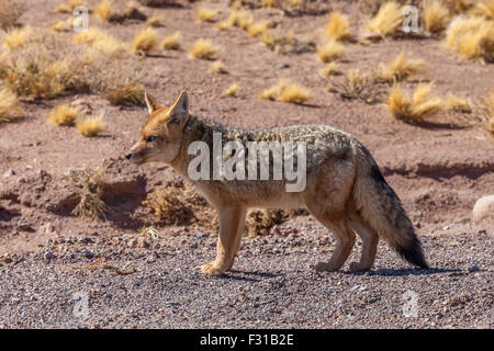 Culpeo (Renard andin - Lycalopex culpaeus) Banque D'Images