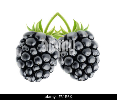 Deux blackberries isolated on white Banque D'Images