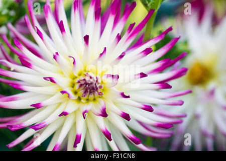 Tanjoh charmante Dahlia en pleine floraison, avec un autre l'arrière-plan des fleurs Banque D'Images